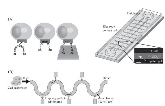 圖6單細(xì)胞捕獲示意圖 圖6單細(xì)胞捕獲示意圖