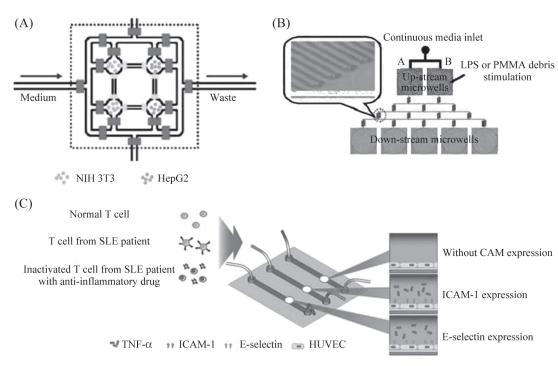 圖7細(xì)胞間相互作用研究示意圖 圖7細(xì)胞間相互作用研究示意圖