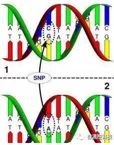 多態(tài)性檢測