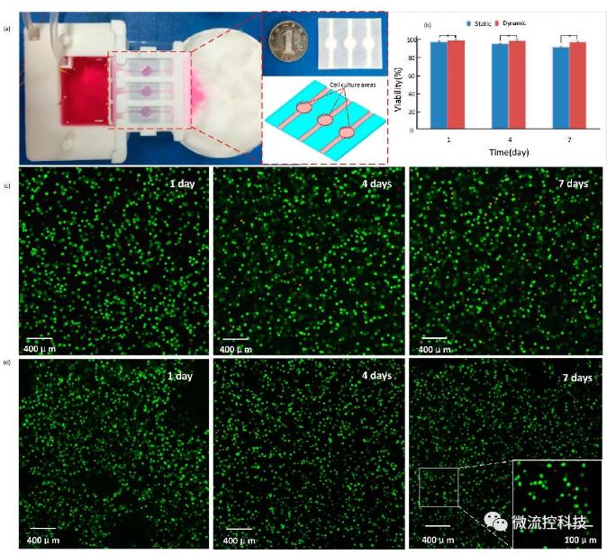 基于該平臺(tái)的細(xì)胞立體培養(yǎng)