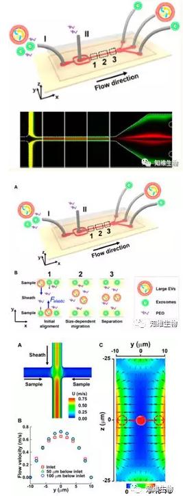 無磁場條件下，通過微流控從細(xì)胞外膜泡中分離外泌體