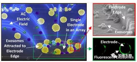 快速分離血漿中的外泌體，檢測外泌體相關(guān)的生物標(biāo)志物