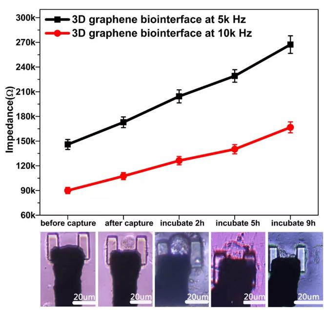 圖6通過三維石墨烯界面對單細(xì)胞進(jìn)行實時的CCD記錄和電信號提取