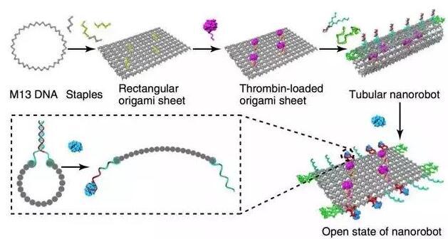 DNA薄片結(jié)構(gòu)可捲曲為管狀，包裹凝血酶分子帶入體內(nèi)