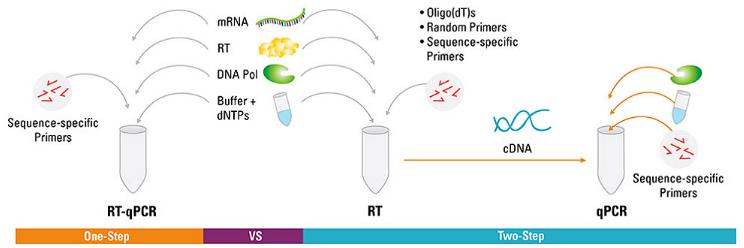 RT-PCR：一步和兩步法