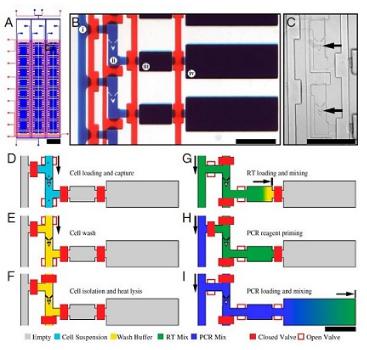 單細胞RT PCR分析，來自White等，PNAS，2011