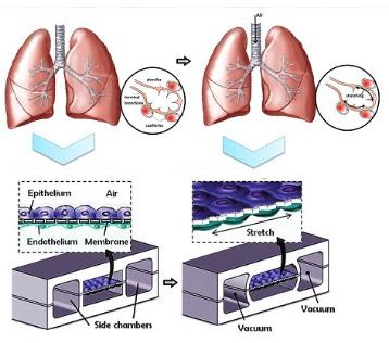 人類肺泡上皮細(xì)胞和肺微血管內(nèi)皮細(xì)胞在PDMS芯片中培養(yǎng)以模擬肺功能