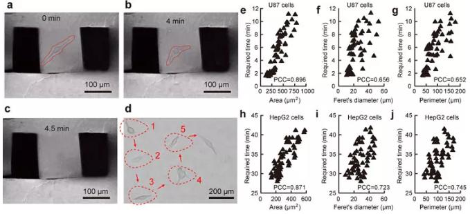圖2. 單細胞原位提取過程及細胞粘附性與細胞形態(tài)的關聯(lián)性。