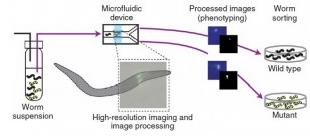 .微流控溫度誘導(dǎo) 秀麗隱桿線蟲的固定 .微流控溫度誘導(dǎo) 秀麗隱桿線蟲的固定