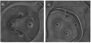 線蟲 固定在芯片-凝膠雜化微流體裝置 線蟲 固定在芯片-凝膠雜化微流體裝置