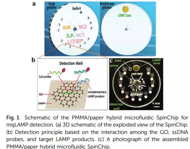紙基聚合物基混合可旋轉(zhuǎn)微流控芯片實(shí)現(xiàn)多種傳染性疾病的及時(shí)定量診斷 紙基聚合物基混合可旋轉(zhuǎn)微流控芯片實(shí)現(xiàn)多種傳染性疾病的及時(shí)定量診斷