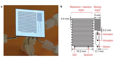 圖16：用于反應(yīng)優(yōu)化的微流控反應(yīng)器，其中改變反應(yīng)溫度，試劑濃度和停留時(shí)間以確定糖基化反應(yīng)的最佳反應(yīng)條件。降低了由硅和派熱克斯制成的整個(gè)芯片。b顯示芯片的設(shè)計(jì)，采用三個(gè)供體，受體和活化劑入口，隨后將其混合并使其反應(yīng)，在反應(yīng)結(jié)束時(shí)加入淬火劑。Ratner等人的圖片&nbsp;“有機(jī)化學(xué)中基于微反應(yīng)器的反應(yīng)優(yōu)化 - 糖基化作為挑戰(zhàn)”。