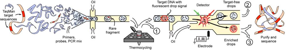 用于目標(biāo)基因富集的基于液滴的微流體系統(tǒng)
