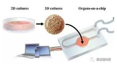 器官芯片