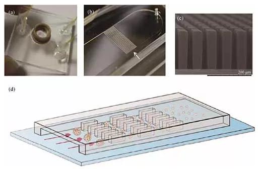 基于微流控芯片的生物組織解離方法