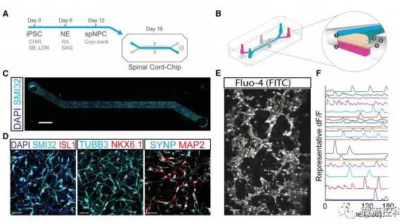 最新器官芯片技術(shù)為“漸凍人”點燃希望