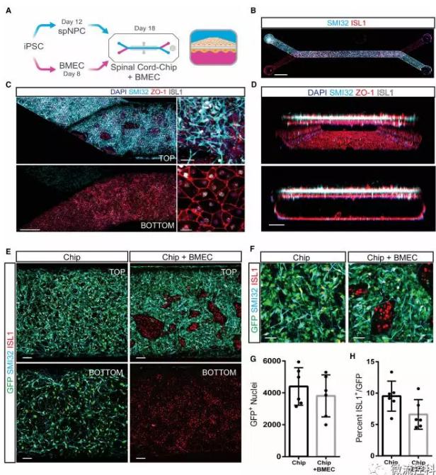 最新器官芯片技術(shù)為“漸凍人”點燃希望