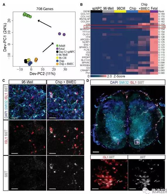 最新器官芯片技術(shù)為“漸凍人”點燃希望