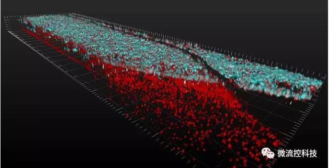 最新器官芯片技術(shù)為“漸凍人”點燃希望