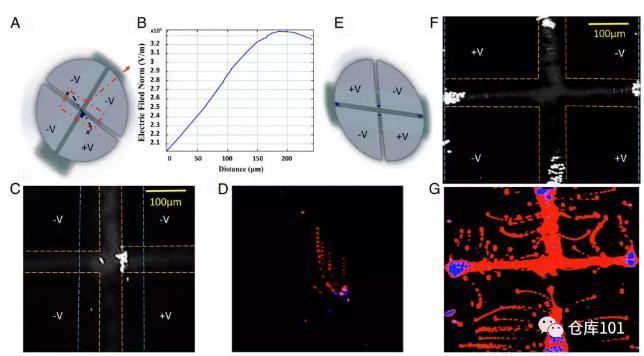 圖5. 稀有細(xì)胞濃縮富集 A)微流控芯片示意圖；B)電勢分布圖；C)熒光顯微照片觀察到細(xì)胞富集；D)細(xì)胞軌跡疊加；E)改變電極帶電情況；F)改變電場后富集區(qū)域改變；G)細(xì)胞軌跡疊加