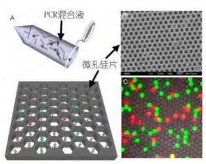 基于微孔芯片的數(shù)字 PCR 檢測(cè) 基于微孔芯片的數(shù)字 PCR 檢測(cè)