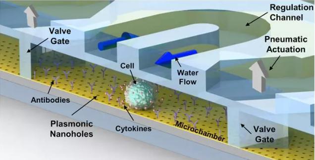腔體會接收來自微流控微通道的平穩(wěn)的水流和營養(yǎng)流