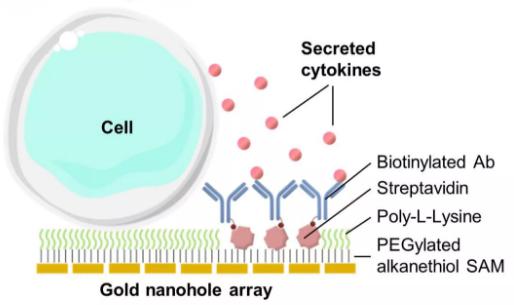 單個細(xì)胞也為開發(fā)癌癥以及自身免疫性疾病的新療法鋪平了道路