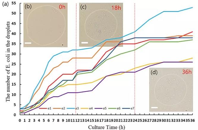 圖2. 液滴中大腸桿菌的數(shù)目隨時(shí)間變化的圖像