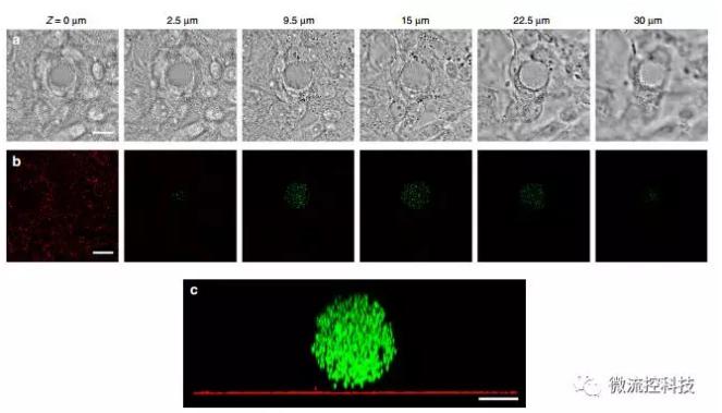 微流控技術(shù)開(kāi)發(fā)微型彈性球，可用于癌癥診斷