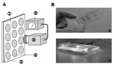 圖3微藻葉綠素?zé)晒鈾z測(cè)芯片