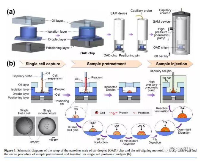 單細(xì)胞蛋白質(zhì)