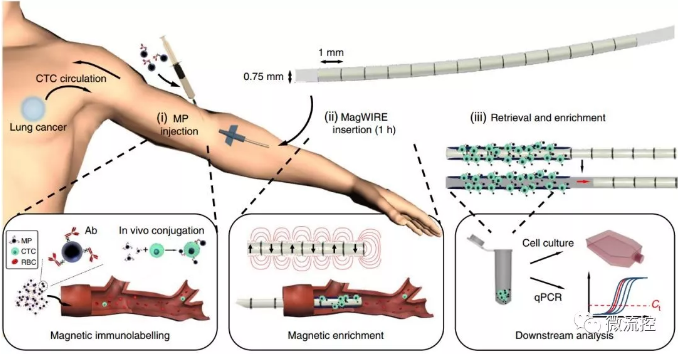 標(biāo)記、捕獲、洗脫培養(yǎng)、分析，完美！