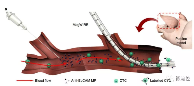 上游加MPs，下游下釣鉤，磁線還有聚四氟乙烯保護(hù)套