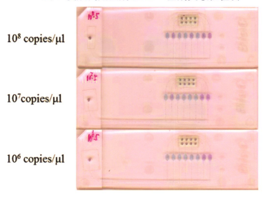 圖8皮膚罕見型別組I-IPV型別靈敏性檢測