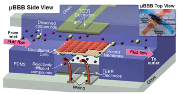 圖2. Booth等人開發(fā)的BBB-on-chip示意圖和圖片。（轉(zhuǎn)載自Booth等人）