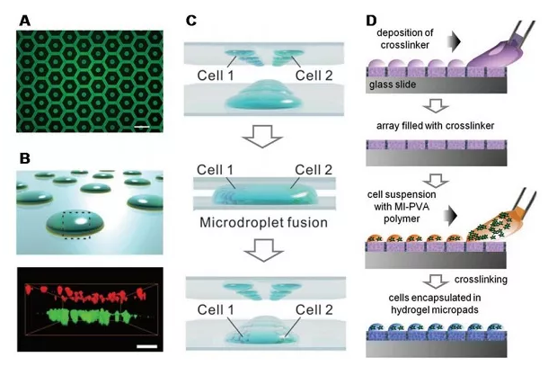 基于液滴微陣列的水凝膠陣列用于細(xì)胞培養(yǎng)