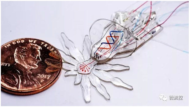 哈佛團(tuán)隊(duì)受孔雀蜘蛛啟發(fā)，研發(fā)微流體系統(tǒng)驅(qū)動(dòng)的小型軟體機(jī)器人