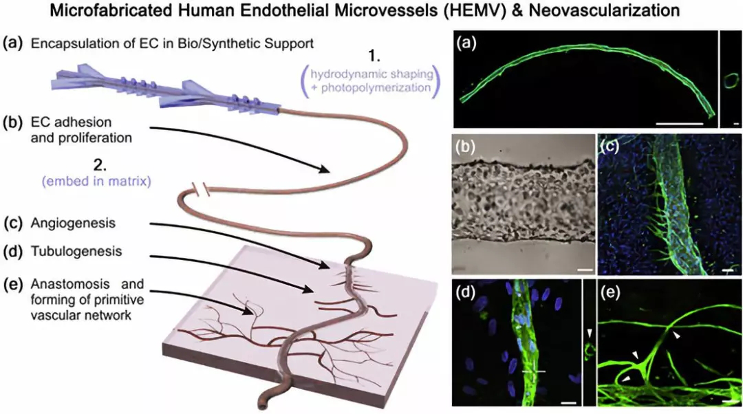 可經(jīng)歷新血管生成以及與正常人血管成熟相關的其他發(fā)育過程