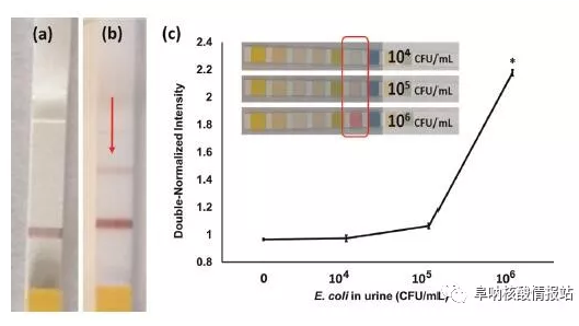 圖3. LFA檢測N.gonorrhoeae示意圖