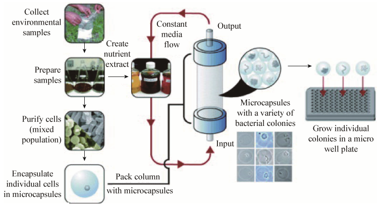 圖7基于單細胞包埋在凝膠微滴板中的高通量培養(yǎng)方法流程圖