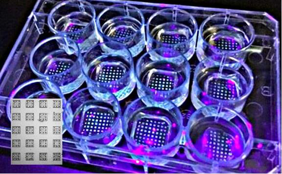 擁有多個(gè)微陣列的實(shí)驗(yàn)室器皿。插圖：肺微組織陣列的細(xì)節(jié)，每個(gè)方塊的尺寸為1x1毫米