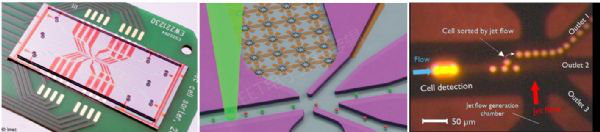芯片上的微流體通道內(nèi)進(jìn)行細(xì)胞分選的圖片