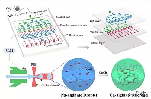 微流控技術(shù)制備雙水相生物微載體 微流控技術(shù)制備雙水相生物微載體
