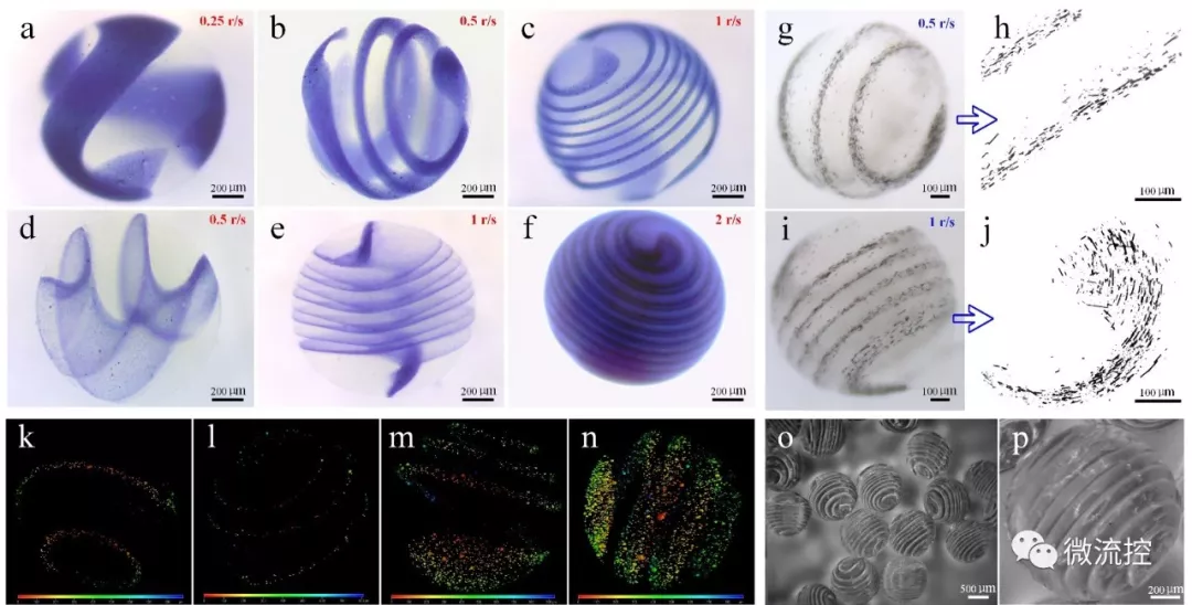 圖 1. 氣流輔助異質(zhì)螺旋微球類器官的成型工藝