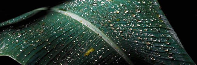 微流體環(huán)境培育干細(xì)胞走向商業(yè)化之旅