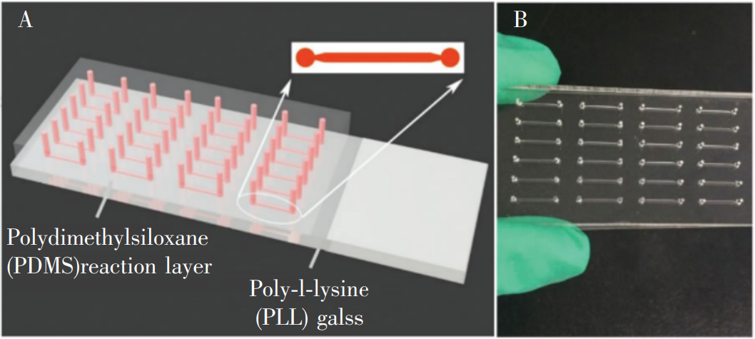冰毒檢測(cè)微流控芯片:(A)芯片結(jié)構(gòu)示意圖;(B)芯片實(shí)物圖