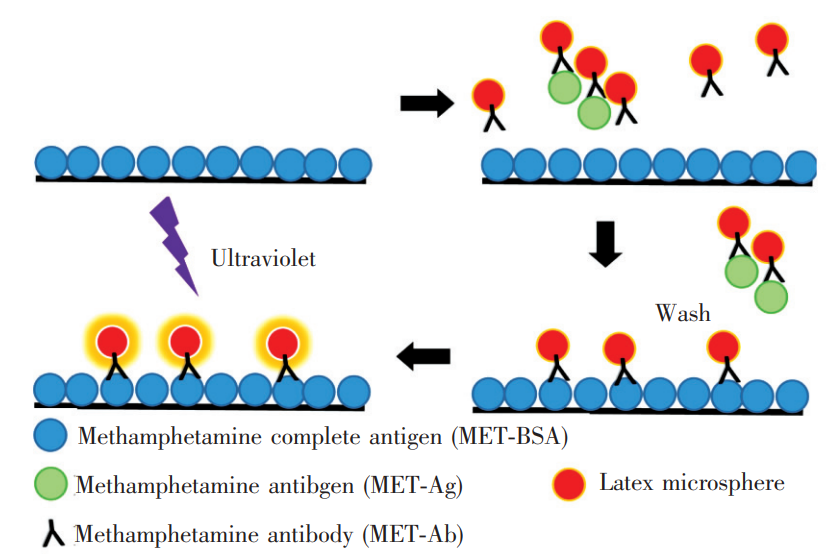 基于時(shí)間分辨熒光免疫競(jìng)爭(zhēng)法檢測(cè)冰毒的步驟示意圖