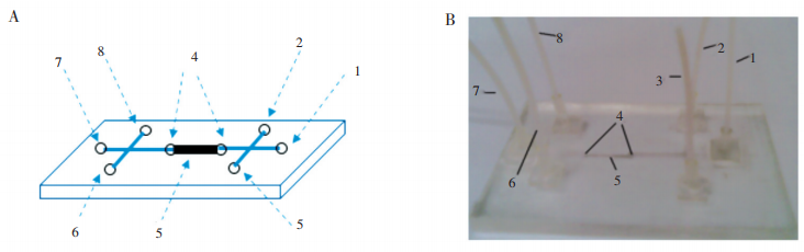 磁珠芯片圖:(A)為示意圖;(B)為實物照片1.磁珠溶液進口;2.樣品與淋洗液進口;3.洗提液進口;4.雙堰;5.磁珠固定區(qū)域;6.樣品與淋洗液出口;7.磁珠出口;8.洗提液出口