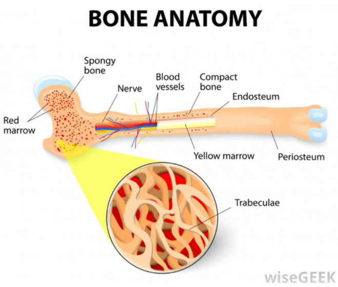 骨髓芯片 Bone marrow–on–a–chip-骨髓造血干細胞的體外生物生理學(xué)