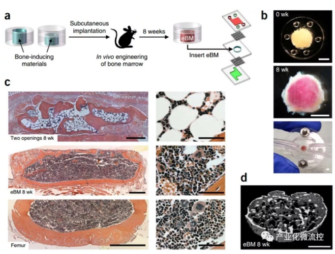 骨髓芯片 Bone marrow–on–a–chip-骨髓造血干細胞的體外生物生理學(xué)
